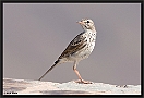 Berthelots Pieper, Berthelot's Pipit, Anthus berthelotii Location: Gran Canaria, Spain berthelots pieper MG 0194 kopie